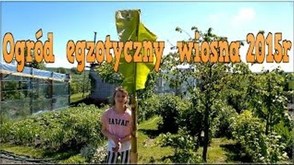 64 Wiosna 2015 Kolejny rok z egzotykami w ogródku.  CZ. 1