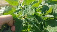 Miechunka peruwiańska, czyli physalis.  Uprawa.