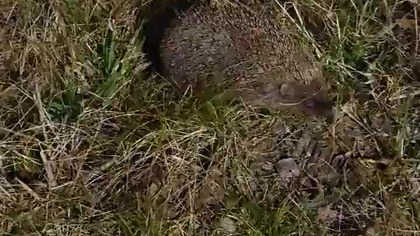 wiosenny poranek z jeżem...