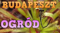 [NIEWŁOSOWO] Ogród Botaniczny w Budapeszcie