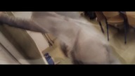 Mannequin Challenge at School [2016]