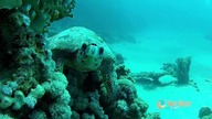 Najlepsze miejsca w Marsa Alam z Best Divers