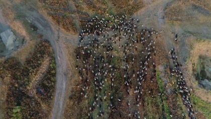 2021 Niemcy 49m

Senne stanowi schronienie dla rzadkich owad&oacute;w i ptak&oacute;w, zagrożonych płaz&oacute;w i dużych stad danieli. Fakt, że ten raj przyrodniczy jest znany tylko nielicznym, wynika ze szczeg&oacute;lnej historii: od 130 lat duża część tego obszaru jest wykorzystywana jako poligon wojskowy dla sił brytyjskich i niemieckich. Zabrania się wchodzenia cywilom. Co zaskakujące, użycie militarne nie oznacza niekorzystnej sytuacji dla przyrody. Tutaj dzikie zwierzęta żyją przez większość czasu zupełnie same, bez spacerowicz&oacute;w, rowerzyst&oacute;w czy ps&oacute;w. Senne jest domem dla wysoce wyspecjalizowanych gatunk&oacute;w, kt&oacute;re zostały wyparte przez rolnictwo z innych miejsc. Film ten wprowadza widza w czarujący świat, na co dzień zamknięty dla ludności cywilnej. Pokazuje, że poligony wojskowe w naszym skądinąd gęsto zaludnionym i intensywnie użytkowanym krajobrazie mogą być ważną ostoją roślin i zwierząt.

Reżyser: Heike Grebe