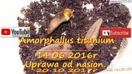 #319-Amorphophallus titanum -Dziwidło olbrzymie.  Amatorska Uprawa z nasion. Stalewiak