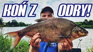 416 ŁOWIĘ KONIA W NOWYM MIEJSCU | FEEDER NAD ODRĄ