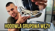 Przeprowadzka grupówki węży! Pończosznik Thamnophis marcianus