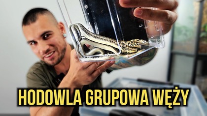 W dzisiejszym filmie pora przeprowadzić moje małe sznurki, bo rosną w najlepsze! 
Thamnophis marcianus, czyli Pończoszniki dostaną większe terrarium, nową strefę wilgotną, oraz oczywiście koryto 


Wpadnij po więcej do mnie na Instagram https://www.instagram.com/kuba_ptasznik_zajac/


Jeśli chcesz mieć dostęp przedpremierowych filmów bez reklam, oraz innych benefitów, to zachęcam do wsparcia w rozwoju kanału tutaj: https://patronite.pl/KubaPtasznikZajac


Kontakt biznesowy: ptaszniki.zajaca.yt@gmail.com