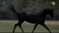 Powr&oacute;t czarnego rumaka 1983
