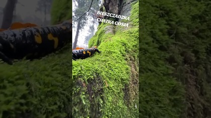 Bieszczadzka Salamandra na drzewie...  :) #bieszczady #bieszczadzkasalamandra #biesy #wbiesy