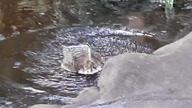 Sunbittern & Crested Quail Dove in freeflight aviary 