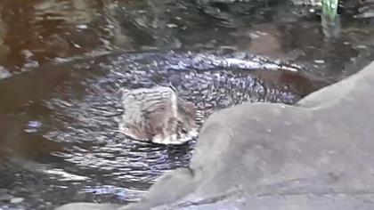 Sunbittern & Crested Quail Dove in freeflight aviary 