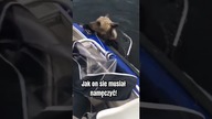 Biedny misio! Na pewno sie namęczył...