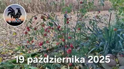 W Garden kuRaż * Kury i liście * 19. 10. 2025