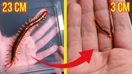Zostałem...  TATĄ POTWORÓW  Narodziny Scolopendra subspinipes