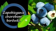 Najlepszy sposób ochrony borówek przed chorobami (i nie tylko borówek).