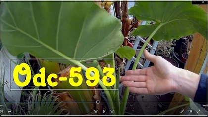 Odc-593-Alocasia macrorrhiza Borneo Giantile podrosła ? ( Czy oby ta odmiana ? )