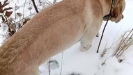 - 2° w Koszalinie 15. 02 - Niedzielny Leśny Raport Pogodowy z Psem Rubikiem! Śnieg, mróz, zima 2026!