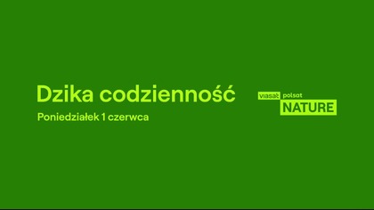 Polsat Viasat Nature - Zapowiedzi, blok reklamowy i ident w nowej oprawie graficznej (28. 05. 2026)