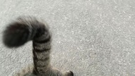 Cat / Kot