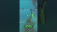 Niesamowita Iluzja Oceanu Spotkanie z Przerażającym Gruperem
