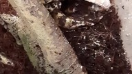 clumsy Horned Frog eating a superworm 
