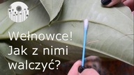 Wełnowce ! Jak walczyć i jak się pozbyć wełnowc&oacute;w. 3 sposoby