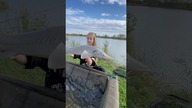 Duży biały jesiotr wraca do wody #wędkarstwo #fishing #ryby #carpfishing #karp #carp #fish