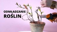 CIĘCIE ODMŁADZANIE roslin domowych.  Jak odmłodzic, przyciac trzykrotke i duze domowe pnacze?