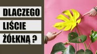 Dlaczego liście roślin ŻÓŁKNĄ? Jak uratować żółknącą roślinę ?