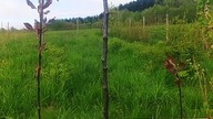 Formowanie jabłoni.