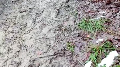 Popołudniowy spacer po lesie z Rubikiem! Kilometry z Sarmatą! Pogadanka i Q&A! Zima bez śniegu: /