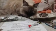 Cats can be so insanely cute 