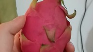 Pitaja - jajo czerwonego smoka #pitaya