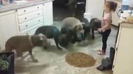 To co ta dziewczynka robi z sześcioma Pit Bullami jest szokujące!