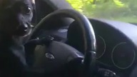 Pies który jeździł autem