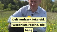 Mniszek lekarski  jak wykorzystać bez cukru | Michał Toczyłowski | Narum | Narine