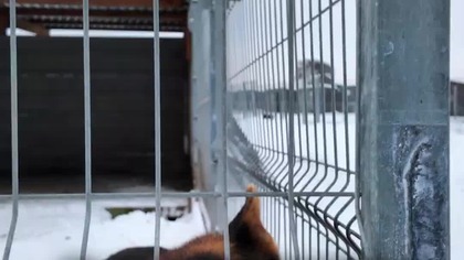 Pomoc dla Piesków ze Schroniska Kocham Psisko w Radomiu