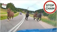 Uwaga! Zwierzęta na drodze #7 - [Nie dla wrażliwych +18]