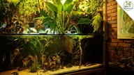 1000l akwarium z Altumamii i paludarium