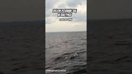 W Bałtyku pojawił się delfin!