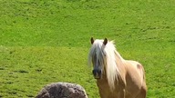 Horse 26296