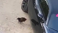 Jutro będzie pieczony drób