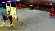 Właściciel umył konia na myjni samochodowej