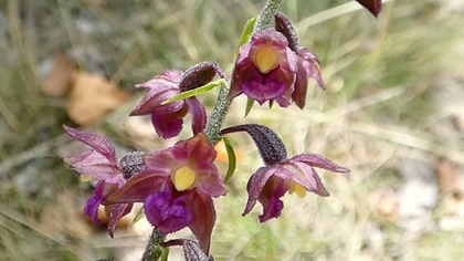 Kruszczyk rdzawoczerwony  niezwykły storczyk polskich lasów i łąk