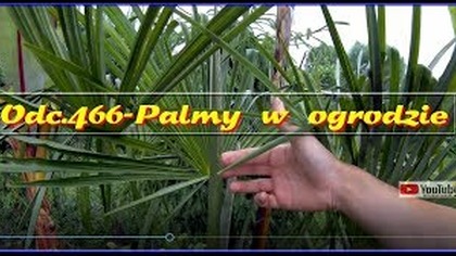 Odc. 466-Palmy w ogrodzie -Daktylowiec, 2x waszyngtonie, trachycarpusy .