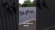 Te ptaki chyba się popsuły...