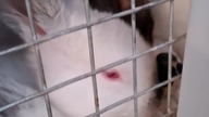 Królica uczy młode pić z poidła kropelkowego #rabbit