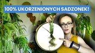 To MUSISZ wiedzieć o Rozmnażaniu Roślin Domowych