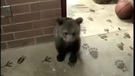 Mały Grizzly vs Mały Wilk