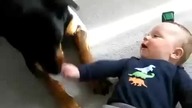Rottweiler zaatakował dziecko